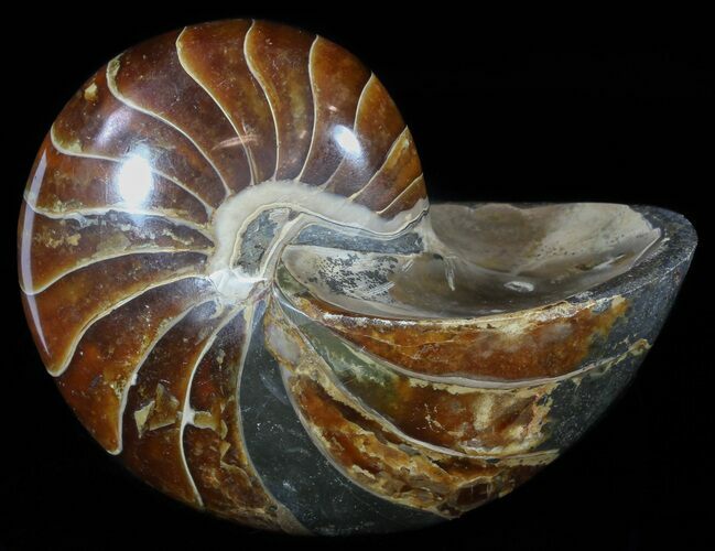 Large, Polished Nautilus Fossil - Madagascar #51676